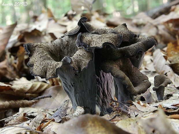 lievik trúbkovitý Craterellus cornucopioides (L.) Pers.