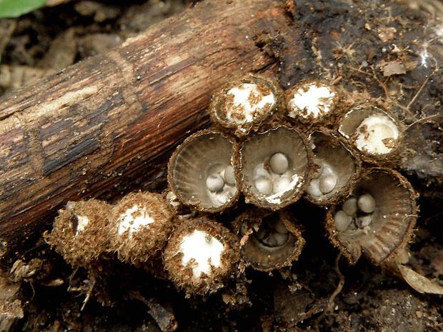 čiaškovec pásikavý Cyathus striatus (Huds.) Willd.