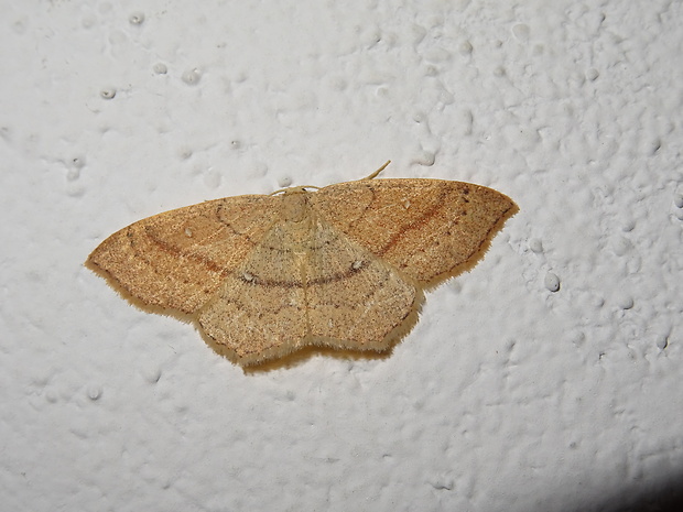 piadica buková Cyclophora linearia