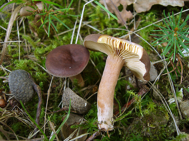 Lactarius subumbonatus