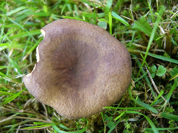 Lactarius subumbonatus