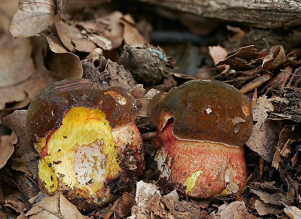 hríb Neoboletus erythropus (Pers.) C. Hahn