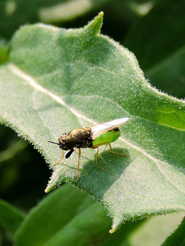 bránivka Oplodontha viridula