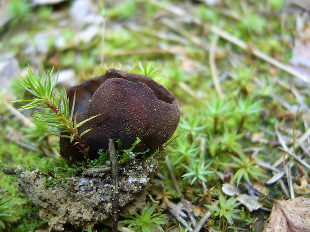 čiaška Peziza sp.