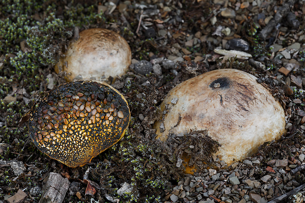 hráškovec obyčajný Pisolithus arhizus (Scop.) Rauschert