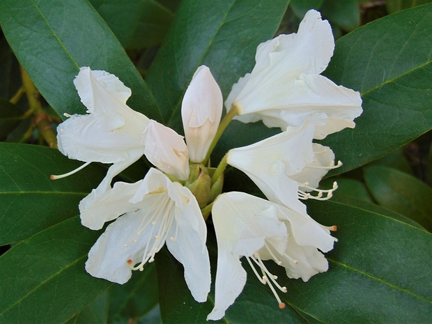 rododendron Rhododendron ponticum L.