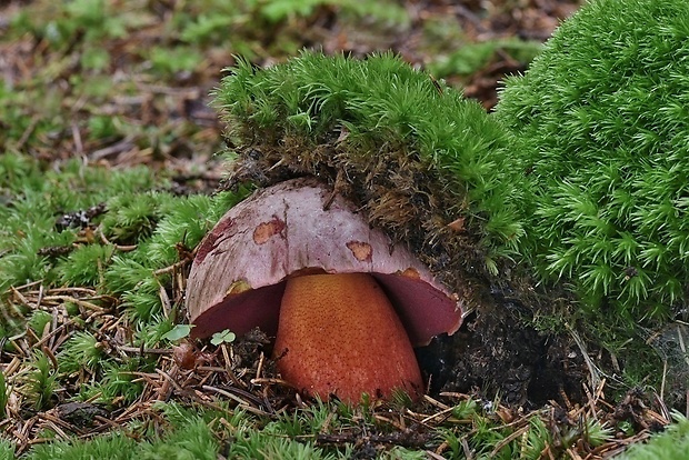 hríb úhľadný horský Rubroboletus rubrosanguineus (Cheype) Kuan Zhao & Zhu L. Yang