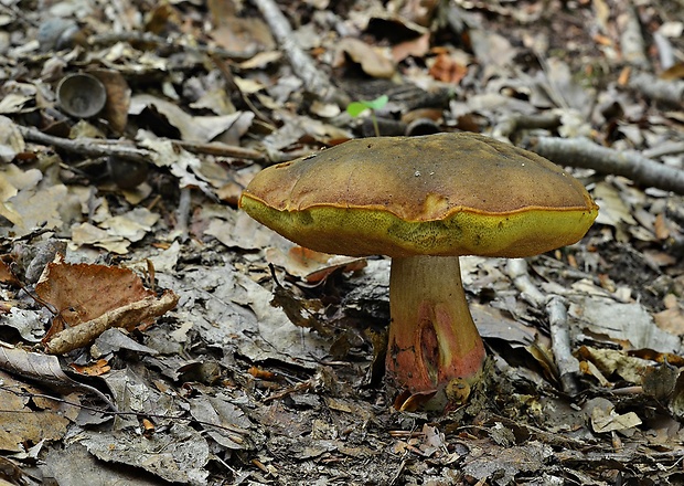 hríb zrnitohlúbikový Sutorius luridiformis (Rostk.) G. Wu & Zhu L. Yang