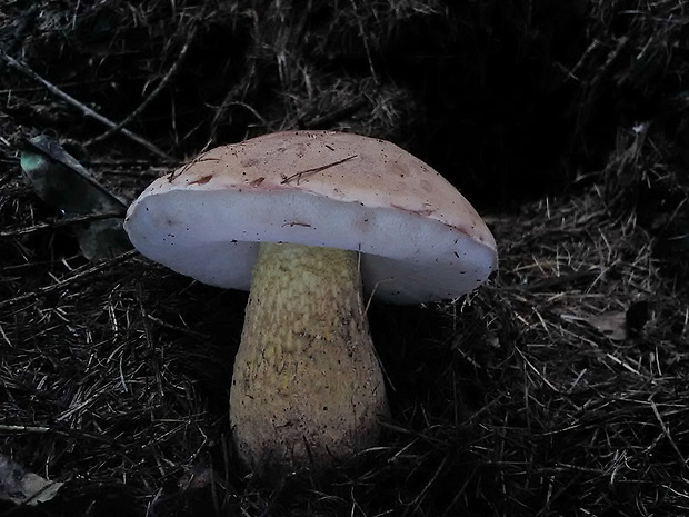 podhríb žlčový Tylopilus felleus (Bull.) P. Karst.