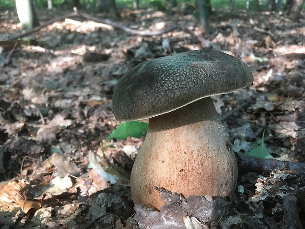 hríb bronzový Boletus aereus Bull. ex Fr.