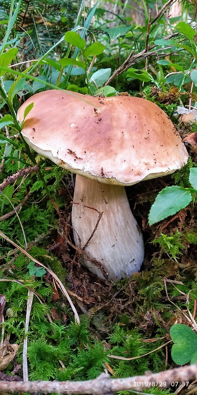 hríb smrekový Boletus edulis Bull.