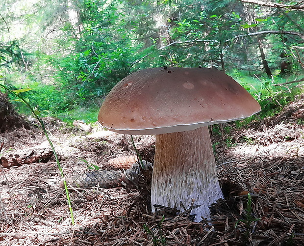 hríb smrekový Boletus edulis Bull.