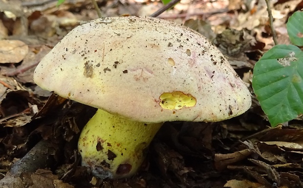 hríb kráľovský Butyriboletus regius (Krombh.) D. Arora & J.L. Frank