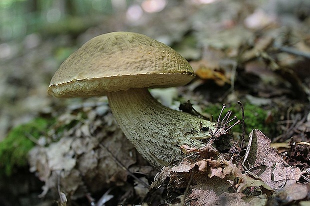 kozák hrabový Leccinum pseudoscabrum (Kallenb.) Šutara