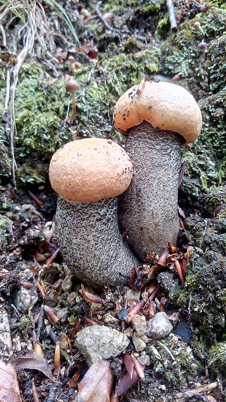 kozák žltooranžový Leccinum versipelle (Fr. & Hök) Snell