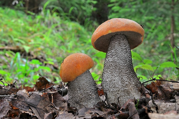 kozák žltooranžový Leccinum versipelle (Fr. & Hök) Snell