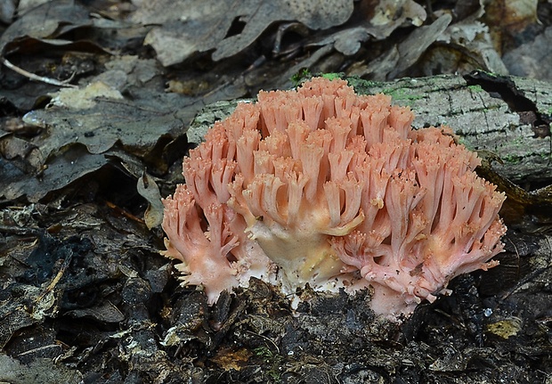 strapačka lososovoružová Ramaria subbotrytis (Coker) Corner