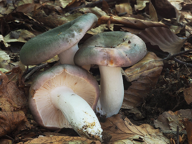 plávka modrastá popukaná Russula cyanoxantha f. cutefracta (Cooke) Sarnari