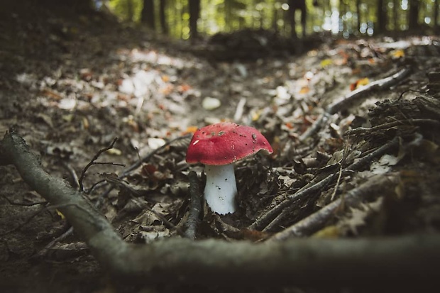 plávka Russula sp.