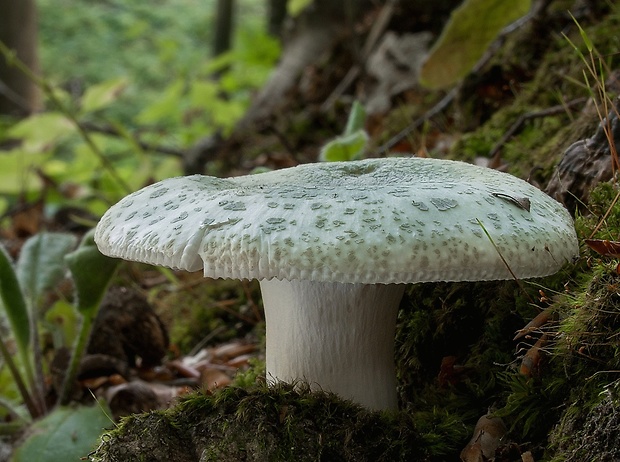 plávka zelenkastá Russula virescens (Schaeff.) Fr.