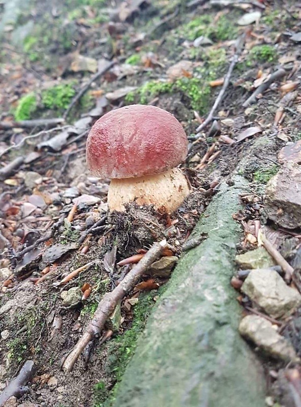 hríb sosnový Boletus pinophilus Pil. et Dermek in Pil.