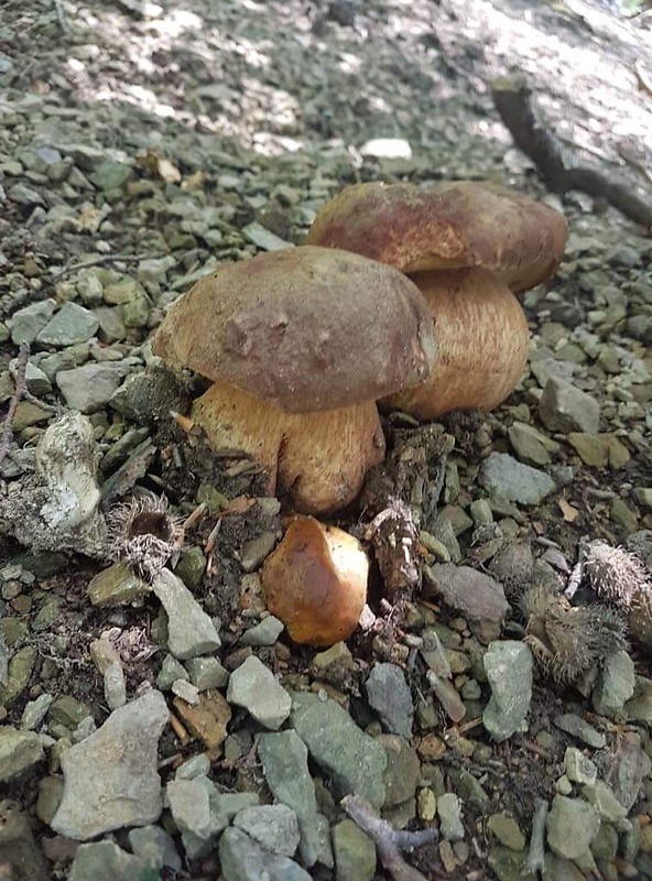 hríb sosnový Boletus pinophilus Pil. et Dermek in Pil.