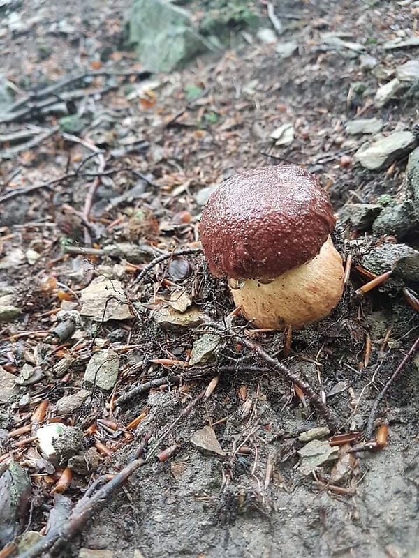 hríb sosnový Boletus pinophilus Pil. et Dermek in Pil.