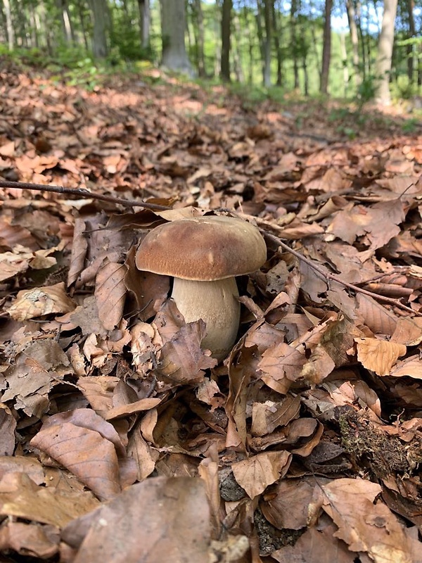 hríb dubový Boletus reticulatus Schaeff.