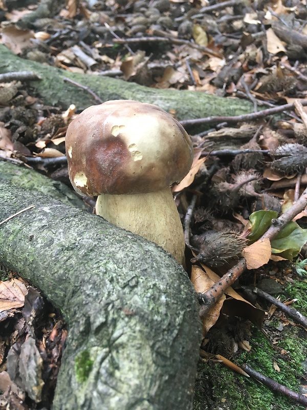 hríb dubový Boletus reticulatus Schaeff.