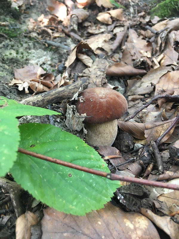 hríb dubový Boletus reticulatus Schaeff.