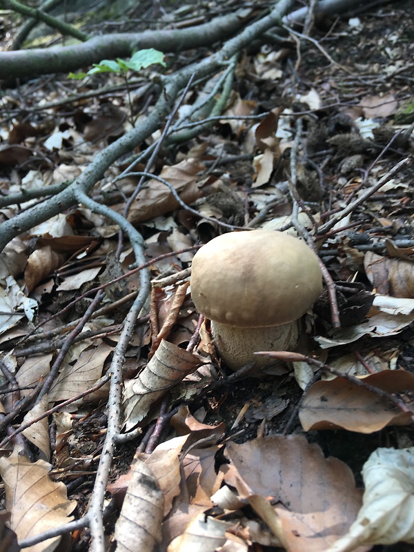 hríb dubový Boletus reticulatus Schaeff.