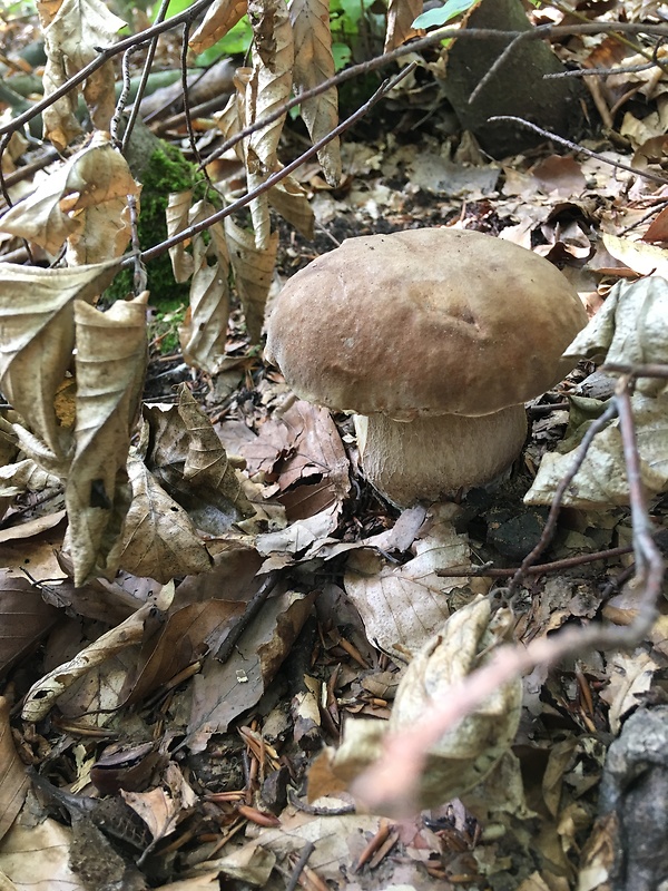 hríb dubový Boletus reticulatus Schaeff.