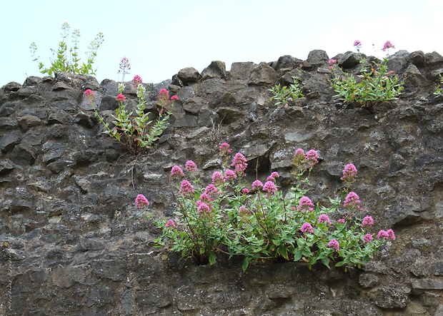 centrant červený / mavuň červená [cz] Centranthus ruber (L.) DC.