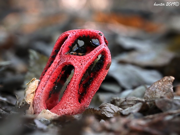 mrežovka kvetovitá Clathrus archeri (Berk.) Dring