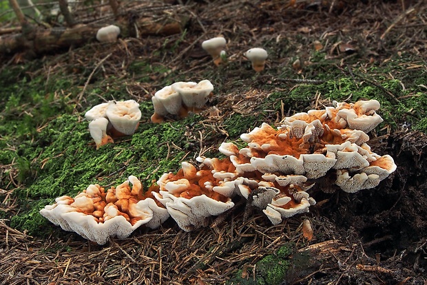 jelenkovka oranžová Hydnellum floriforme (Schaeff.) Banker