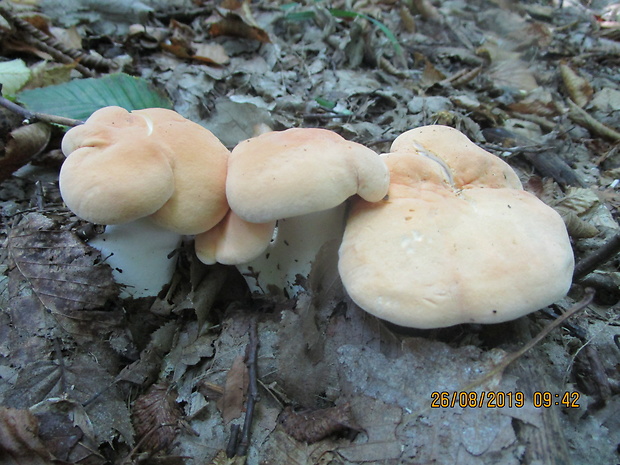 jelenka poprehýbaná Hydnum repandum L.