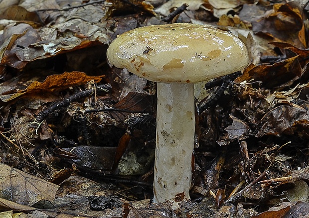 rýdzik bledý Lactarius pallidus Pers.