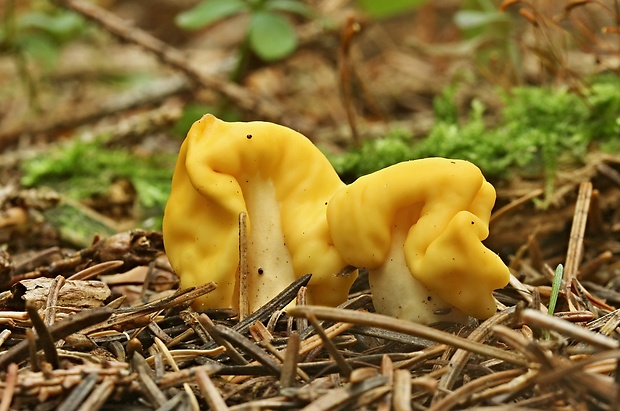 lopatička žltkastá Spathularia flavida Pers.