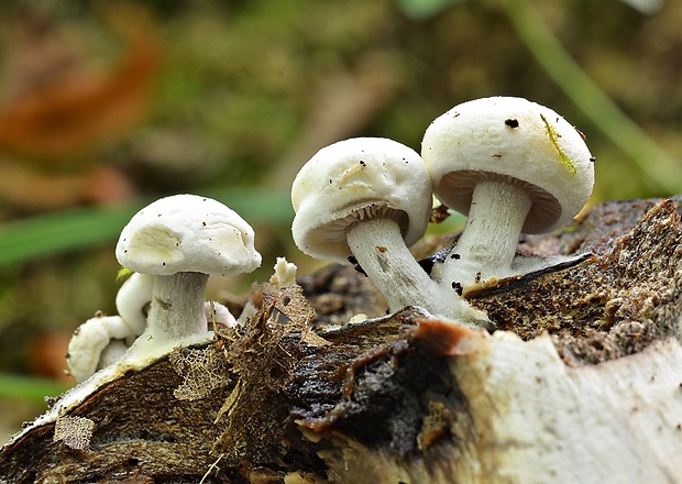 príživnica prášnicovitá Asterophora lycoperdoides (Bull.) Ditmar