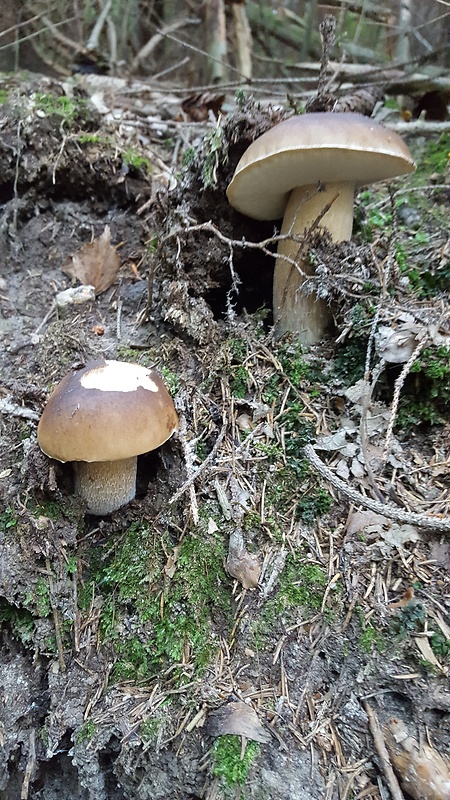 hríb smrekový Boletus edulis Bull.