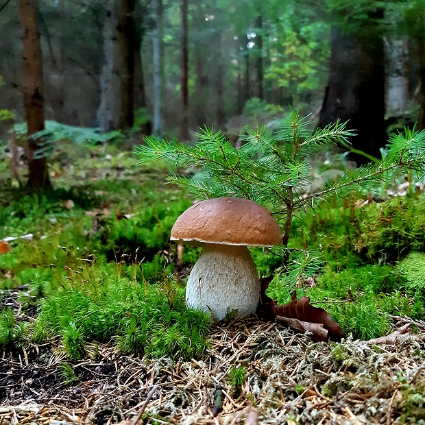 hríb smrekový Boletus edulis Bull.