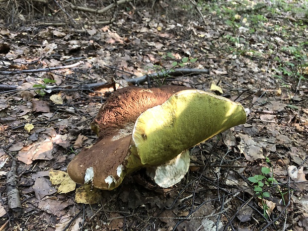 hríb smrekový Boletus edulis Bull.