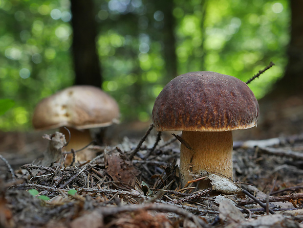 hríb smrekový Boletus edulis Bull.