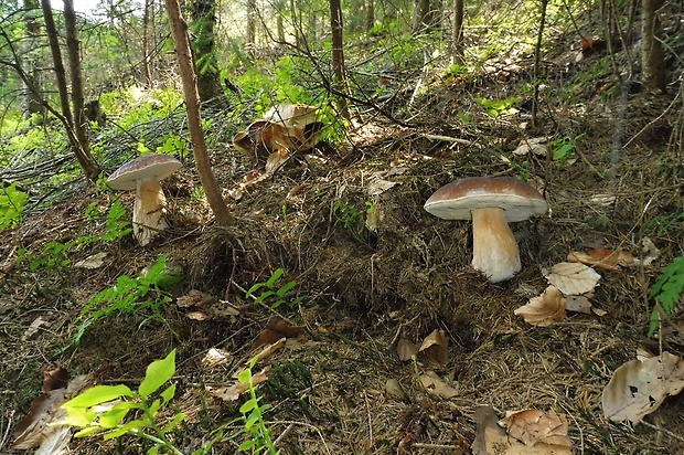 hríb smrekový Boletus edulis Bull.