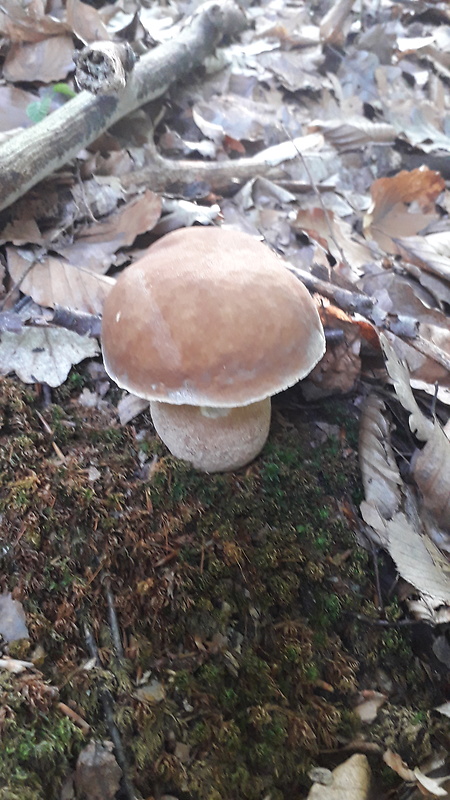 hríb dubový Boletus reticulatus Schaeff.