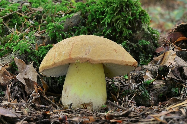 hríb horský Butyriboletus subappendiculatus (Dermek, Lazebn. & J. Veselský) D. Arora & J.L. Frank