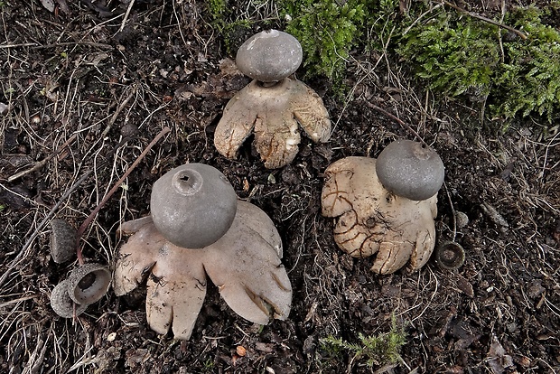 hviezdovka tmavá Geastrum coronatum Pers.