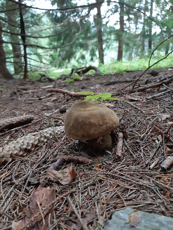 tmavohríb obyčajný Porphyrellus porphyrosporus (Fr. & Hök) E.-J. Gilbert