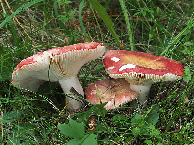 plávka krvavá Russula sanguinaria (Schumach.) Rauschert