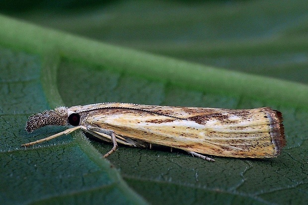 trávovec prúžkatý (sk) / travařík (cz) Agriphila inquinatella Denis & Schiffermüller, 1775